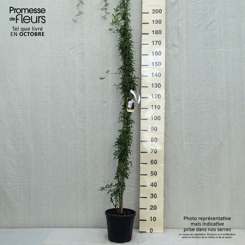 Example of Rosa banksiae var. banksiae Alba Plena - Meran-Rose Topf mit 6L/7L as you get in automne