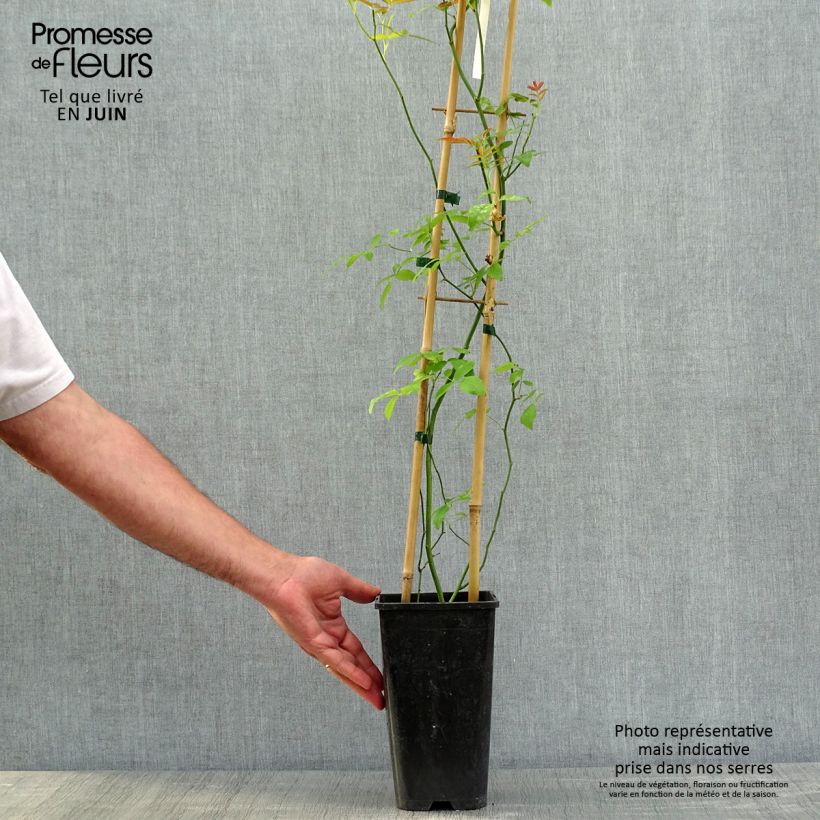 Exemplar von Rosa banksiae var. banksiae Alba Plena - Meran-Rose Topf mit 2L/3L wie im Frühjahr geliefert