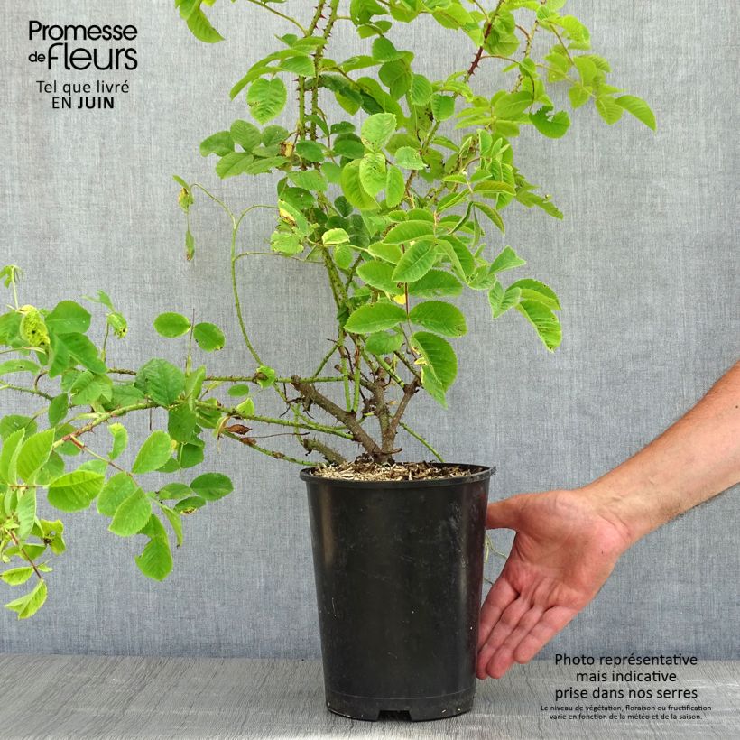 Example of Rosa damascena - Damaszener-Rosen Topf mit 4L/5L as you get in printemps
