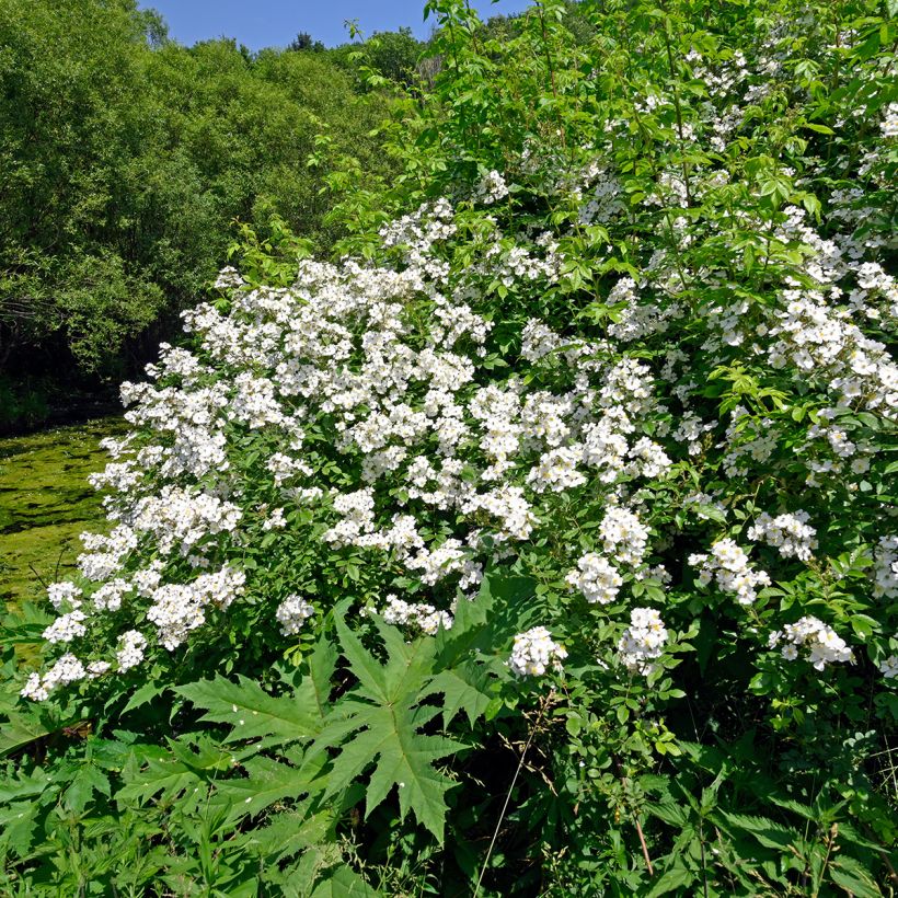 Rosa arvensis - Heckenrose - Botanische Rose (Hafen)