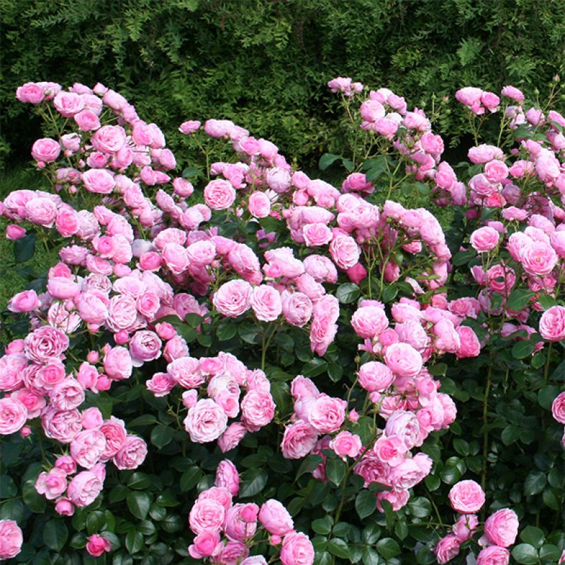 Rosa Pomponella - Beetrose (Plant habit)