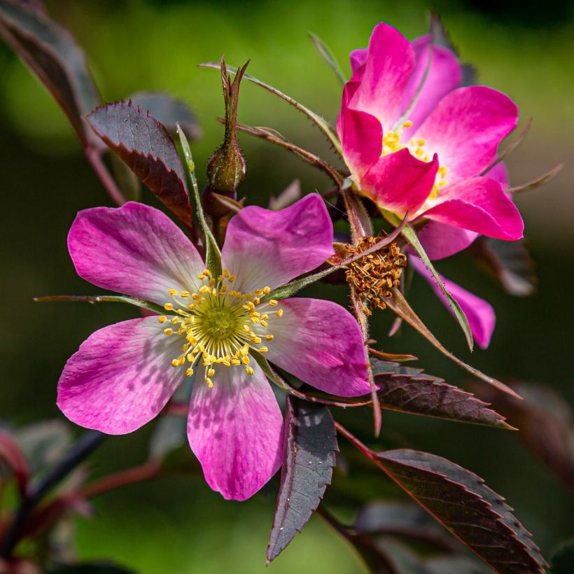 Rosa glauca - Rotblatt-Rose (Flowering)