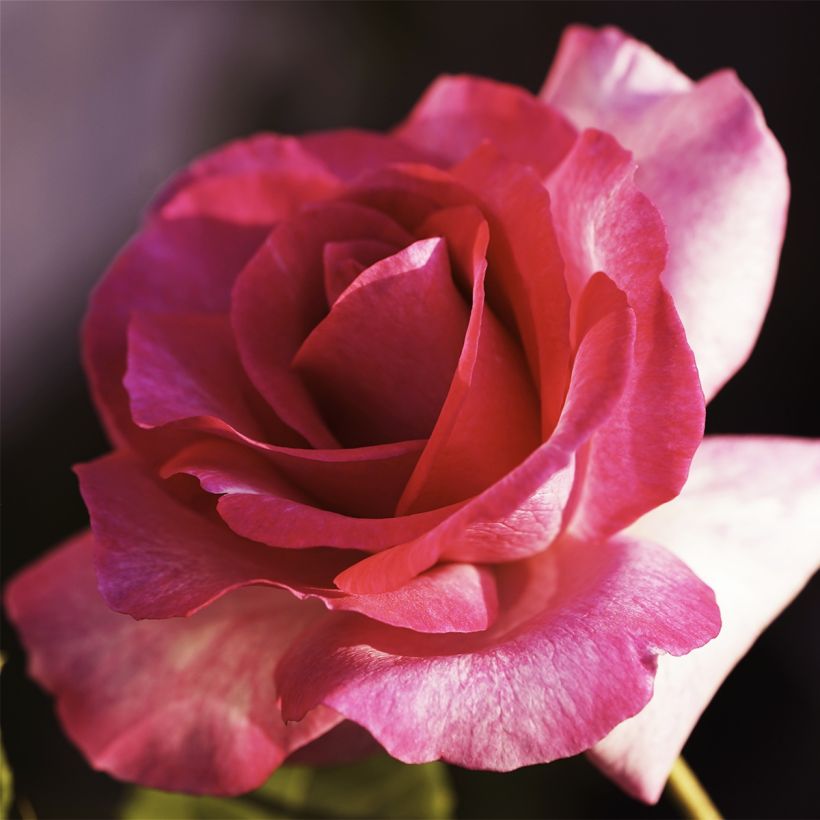 Rosa Guignol - Edelrose (Flowering)