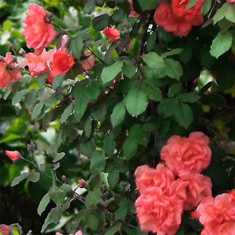 Rosa Alibaba - Kletterrose (Foliage)