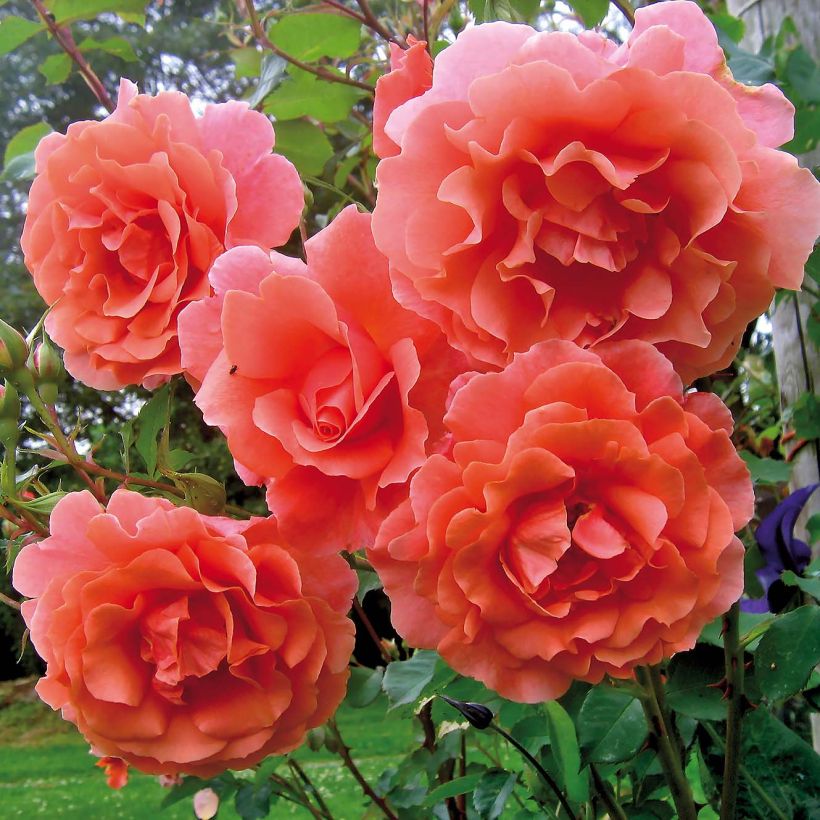 Rosa Alibaba - Kletterrose (Flowering)