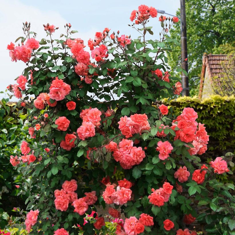 Rosa Alibaba - Kletterrose (Plant habit)