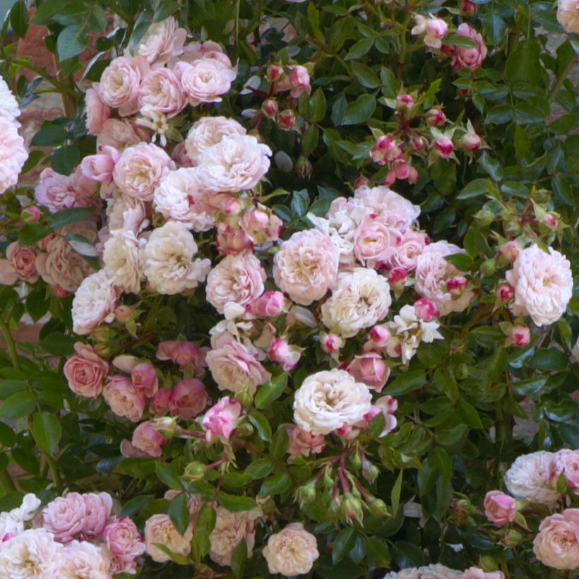 Rosa Starlet Rose Alina - Kletterrose (Flowering)