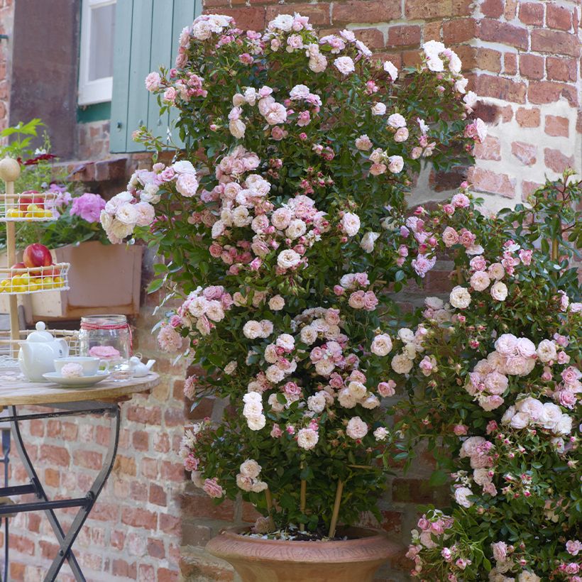 Rosa Starlet Rose Alina - Kletterrose (Plant habit)