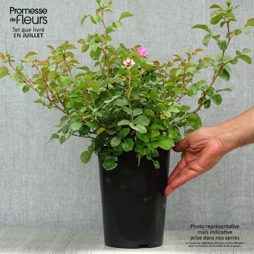 Example of Rosa Allegro - Kletterrose Topf mit 4L/5L as you get in ete
