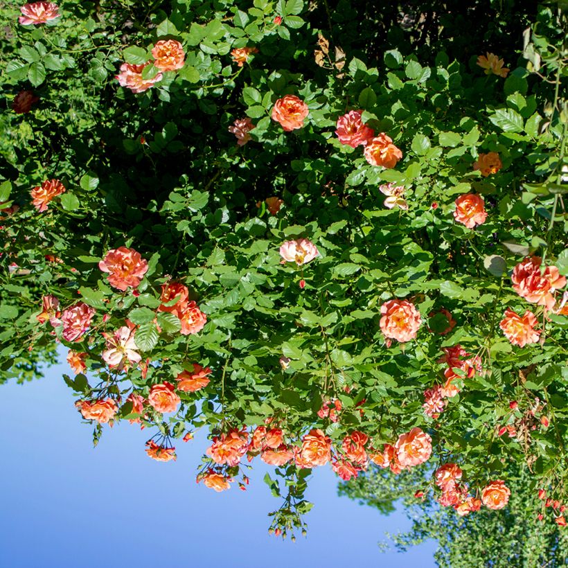 Rosa Aloha de Kordes - Kletterrose (Plant habit)