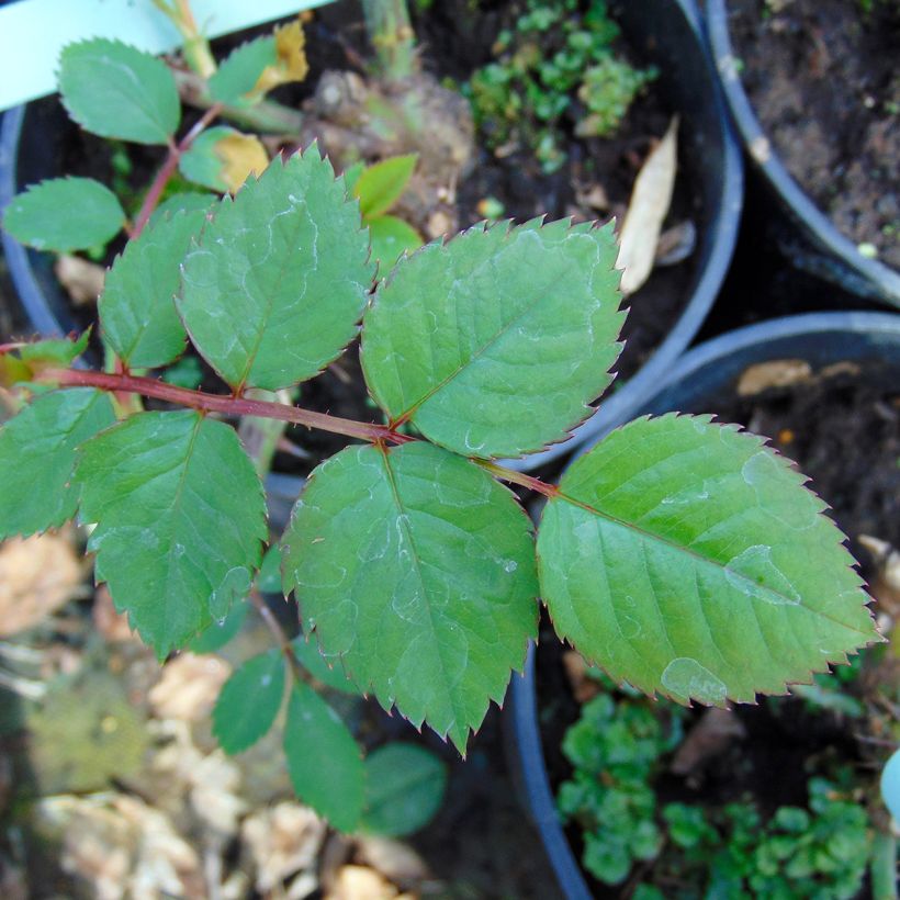 Rosa Aloha ancien - Kletterrose (Foliage)