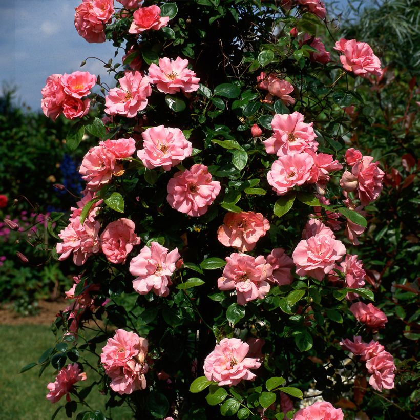 Rosa Bantry Bay - Kletterrose (Plant habit)