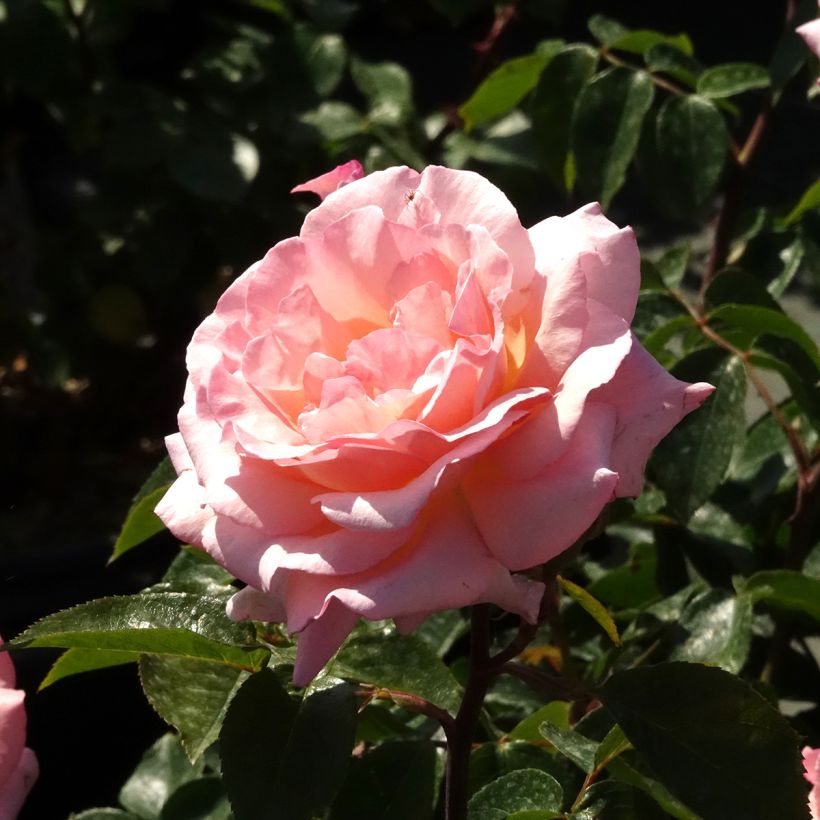 Rosa Compassion - Kletterrose (Blüte)