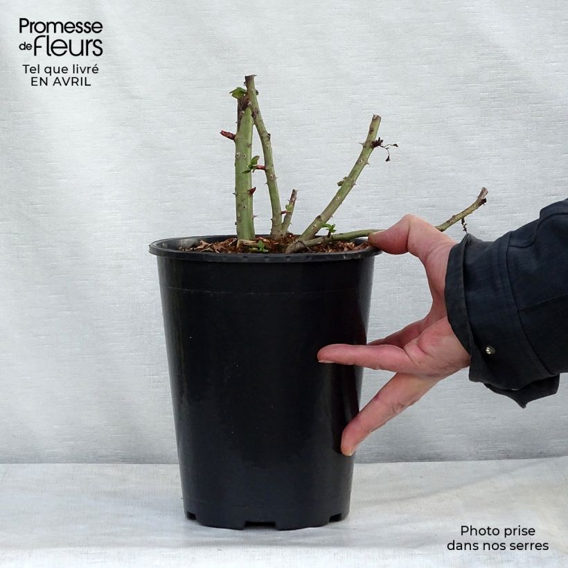 Exemplar von Rosa Blaze Superior - Kletterrose Topf mit 4L/5L wie im Frühjahr geliefert