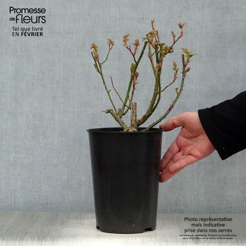 Exemplar von Rosa Blaze Superior - Kletterrose Topf mit 4L/5L wie im Winter geliefert