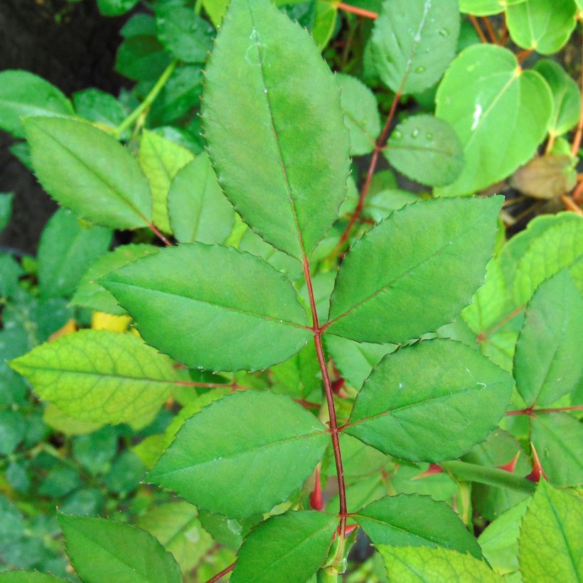 Rosa Blossomtime - Hybrid-Kletterrose (Foliage)