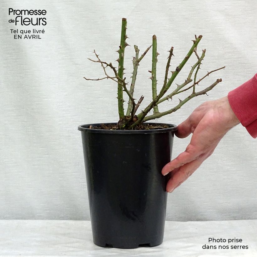 Example of Rosa Blossomtime - Hybrid-Kletterrose Topf mit 4L/5L as you get in printemps