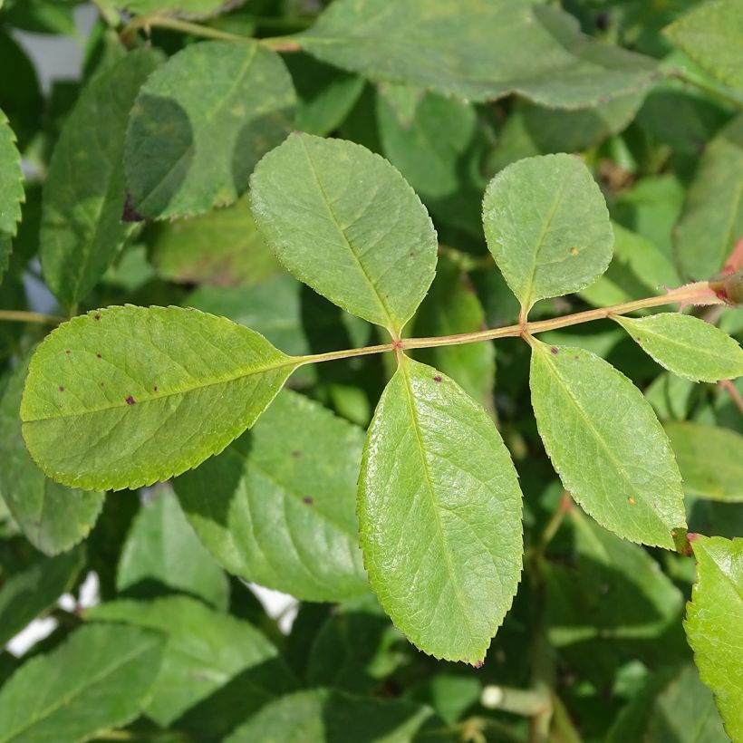 Rosa polyantha Cecile brunner - Kletterrose (Foliage)