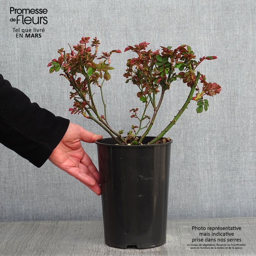 Exemplar von Rosa Clair Matin - Kletterrose Topf mit 4L/5L wie im Winter geliefert