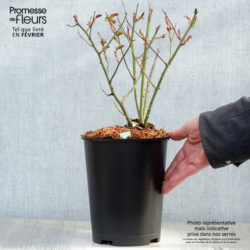 Example of Rosa Cocktail - Kletterrose Topf mit 4L/5L as you get in hiver