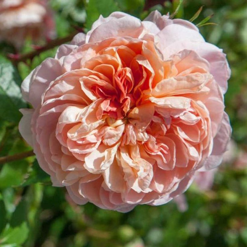 Rosa Colette - Kletterrose (Flowering)
