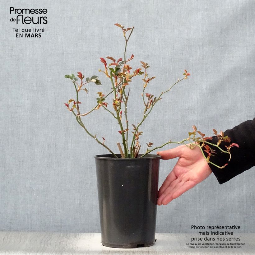 Exemplar von Rosa Coral Dawn - Kletterrose Topf mit 4L/5L wie im Frühjahr geliefert