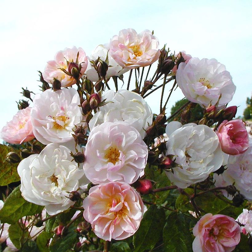 Rosa Dentelle de Malines lenfiro - Kletterrose (Flowering)