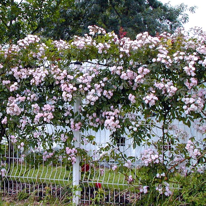 Rosa Dentelle de Malines lenfiro - Kletterrose (Plant habit)