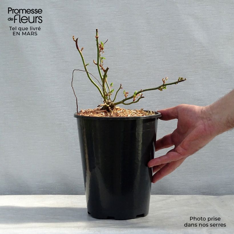 Example of Rosa wichuraiana Dorothy Perkins - Kletterrose Topf mit 4L/5L as you get in hiver