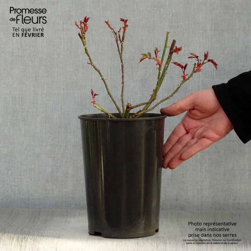 Exemplar von Rosa Dortmund - Kletterrose Topf mit 4L/5L wie im Winter geliefert