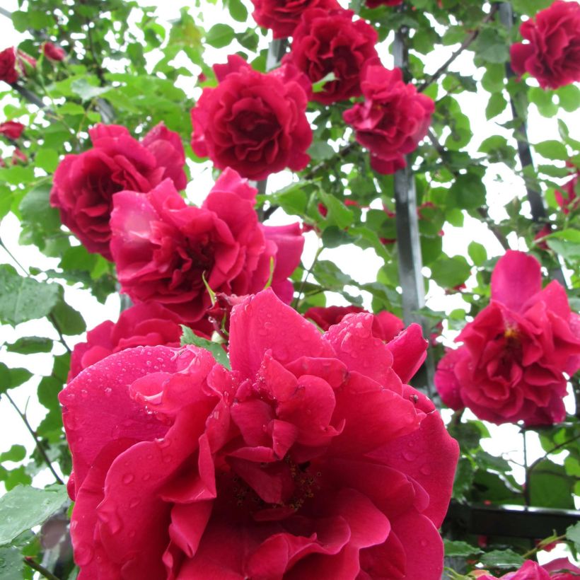 Rosa Etoile de Hollande - Kletterrose (Flowering)