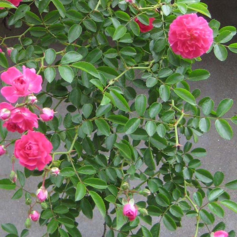 Rosa wichuraiana Excelsa - Kletterrose (Foliage)