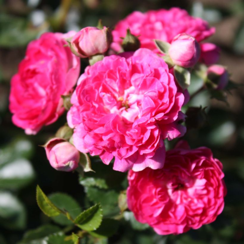 Rosa wichuraiana Excelsa - Kletterrose (Flowering)