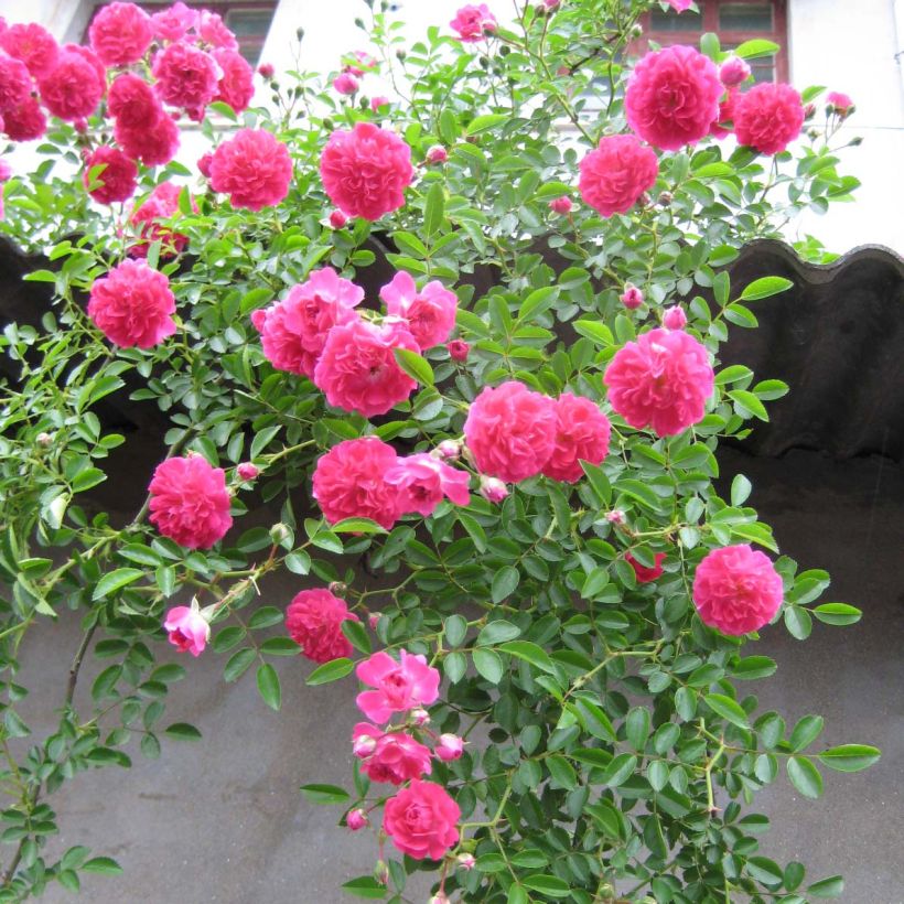 Rosa wichuraiana Excelsa - Kletterrose (Plant habit)