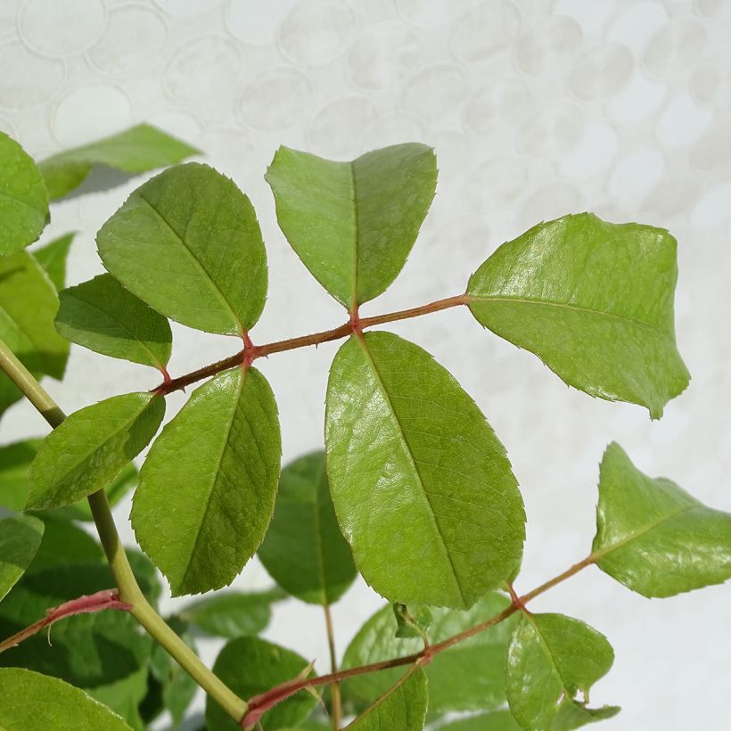 Rosa Climbing Iceberg - Kletterrose (Foliage)