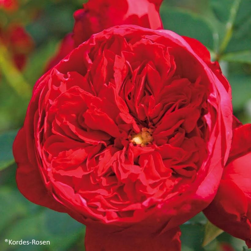 Rosa Florentina - Kletterrose (Flowering)