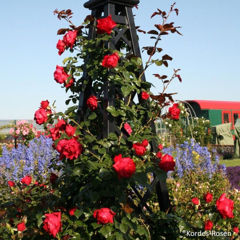 Rosa Florentina - Kletterrose (Plant habit)
