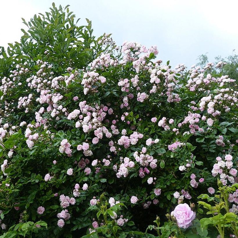 Rosa Frau Eva Schubert - Kletterrose (Plant habit)