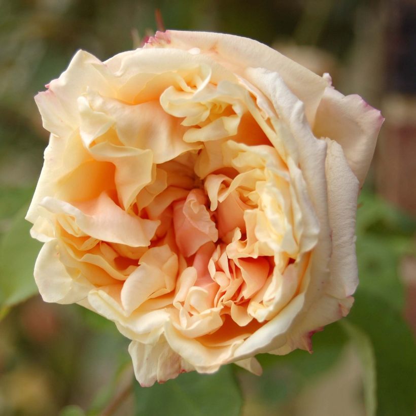 Rosa Gloire de Dijon - Kletterrose (Flowering)