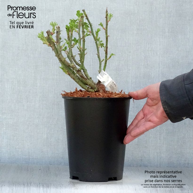 Exemplar von Rosa Golden Age - Kletterrose Topf mit 4L/5L wie im Winter geliefert