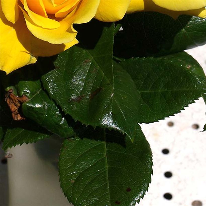 Rosa Golden Boy - Kletterrose (Foliage)