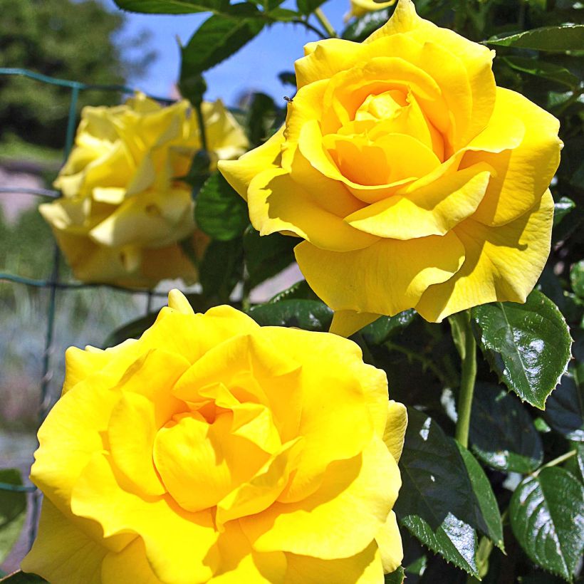 Rosa Golden Boy - Kletterrose (Flowering)