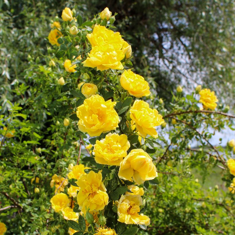 Rosa Golden Showers - Kletterrose (Hafen)