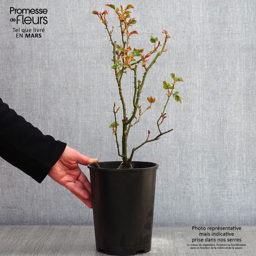 Exemplar von Rosa Goldfassade - Kletterrose Topf mit 4L/5L wie im Winter geliefert