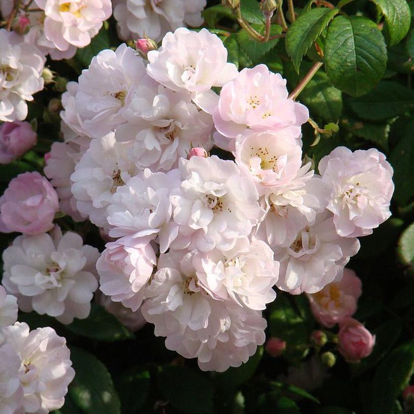 Rosa wichuraiana Guirlande Rose - Kletterrose (Flowering)