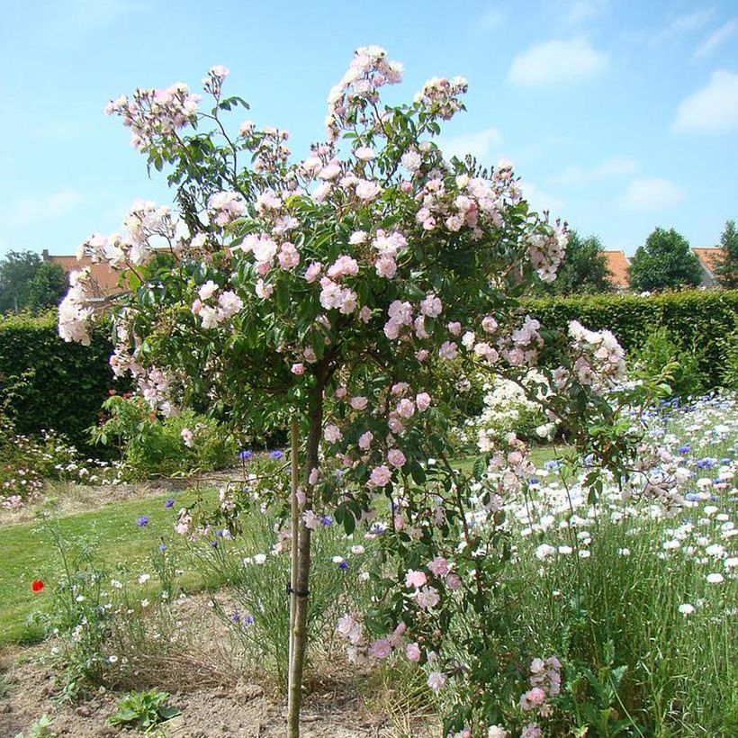 Rosa wichuraiana Guirlande Rose - Kletterrose (Plant habit)