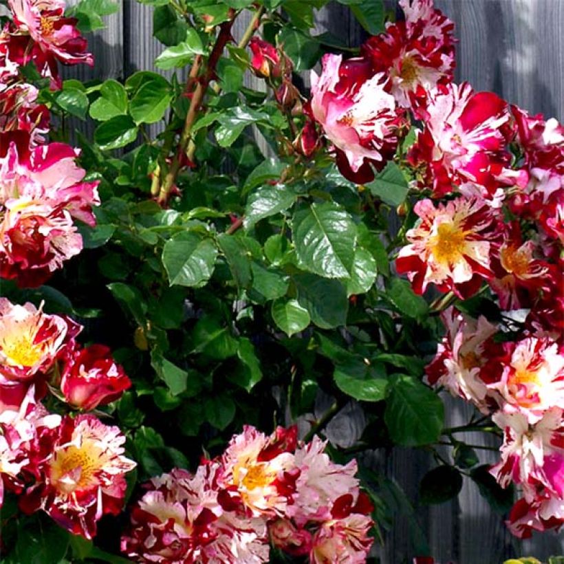 Rosa Hanabi - Kletterrose (Foliage)