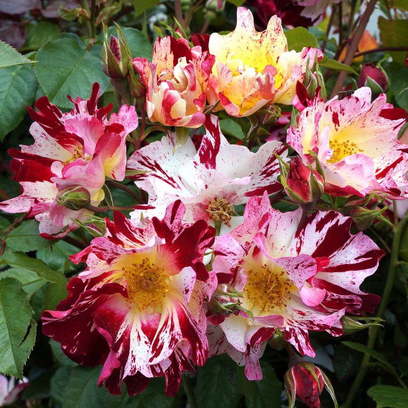 Rosa Hanabi - Kletterrose (Flowering)
