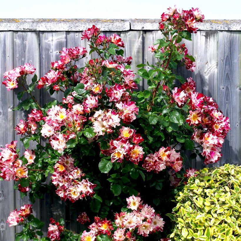Rosa Hanabi - Kletterrose (Plant habit)