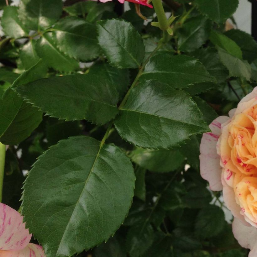 Rosa Julie Andrieu - Kletterrose (Foliage)